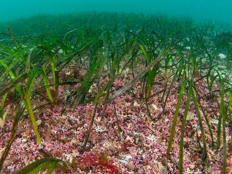 Maerl and Zostera marina seagrass beds, Orkney Isles