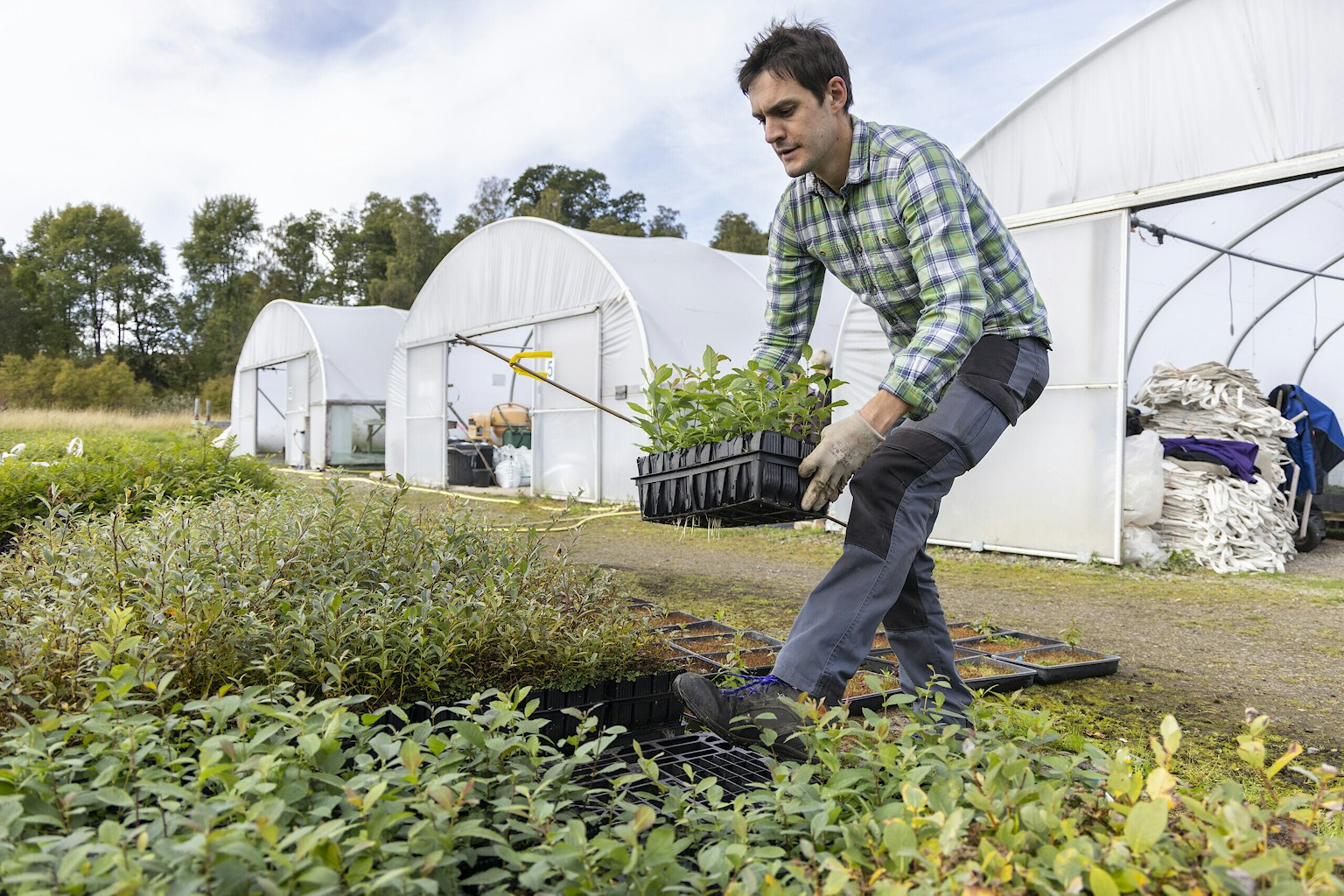 Man taking tree saplings