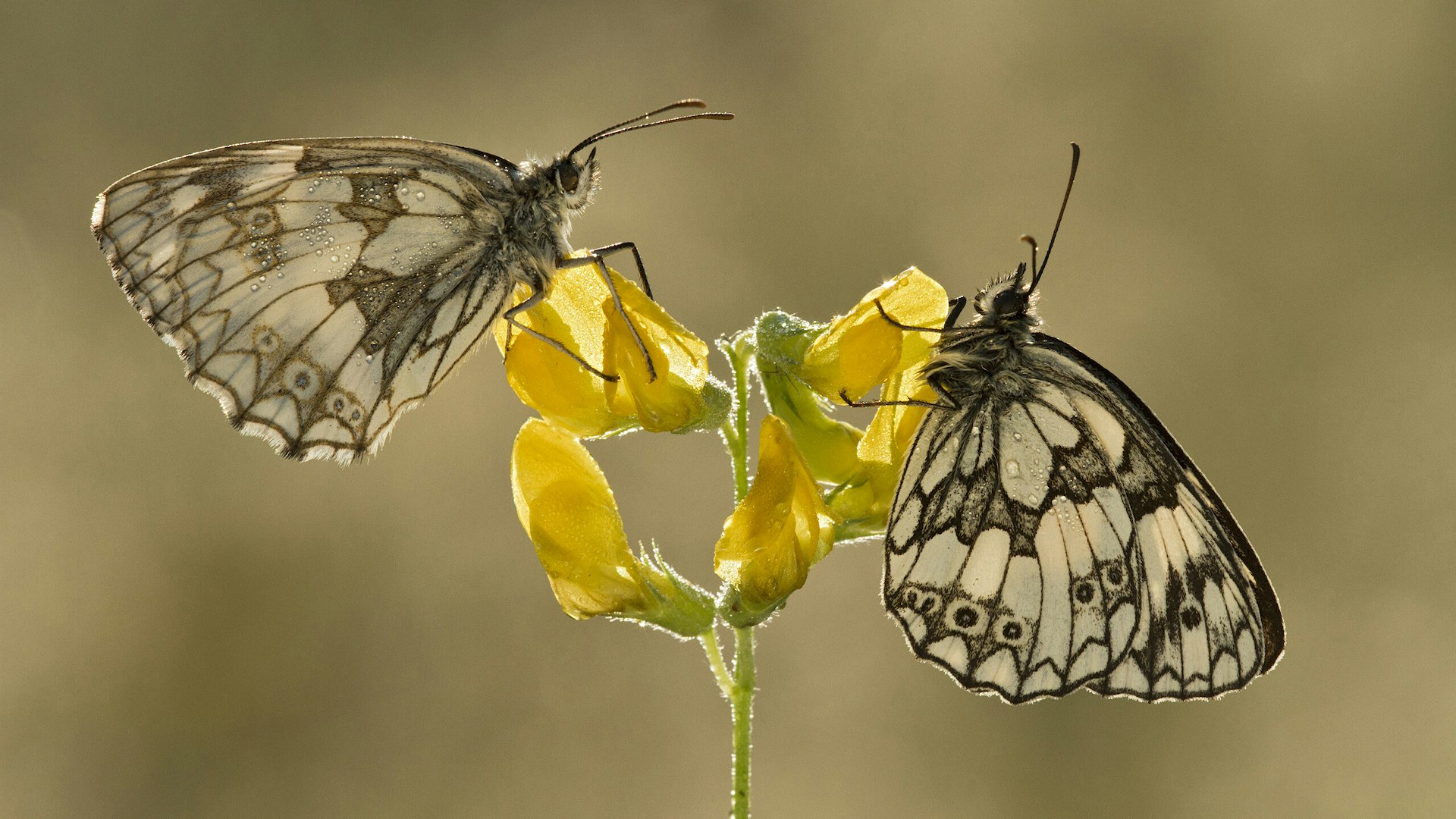 Marbled whites resting