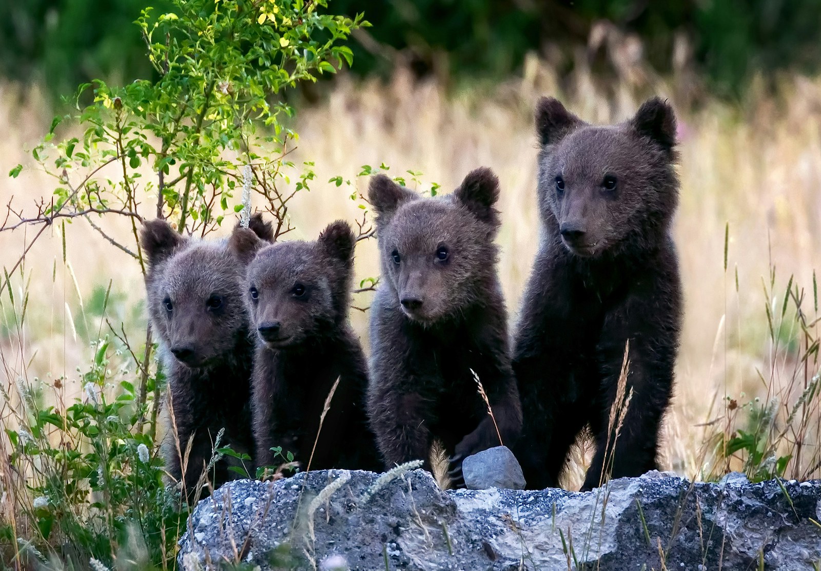 Marsican bear cubs