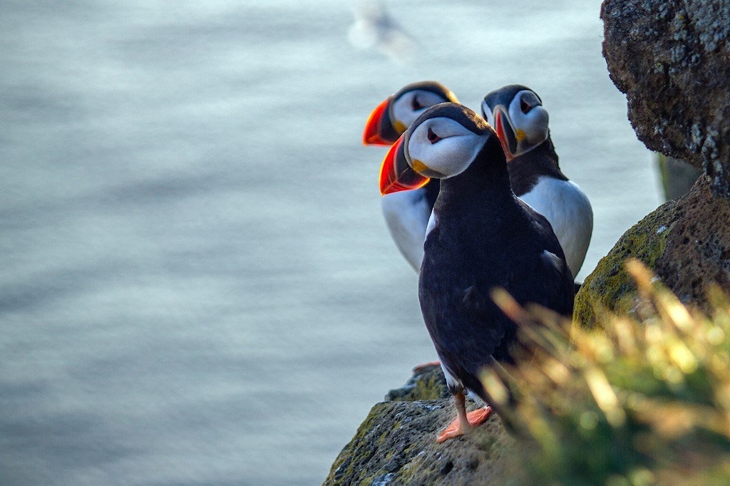 Puffins by the sea