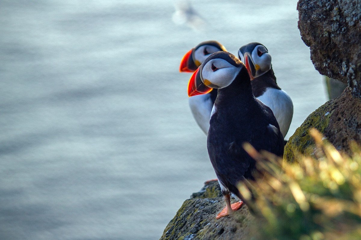Puffins by the sea