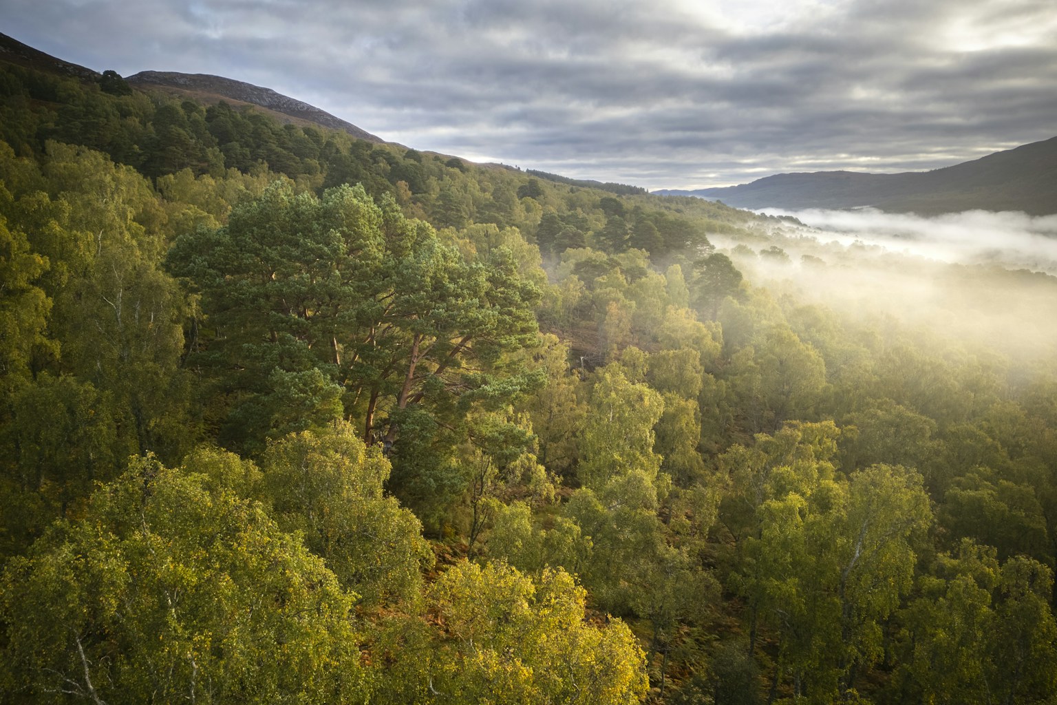 Misty woodland at Dundreggan, Scotland