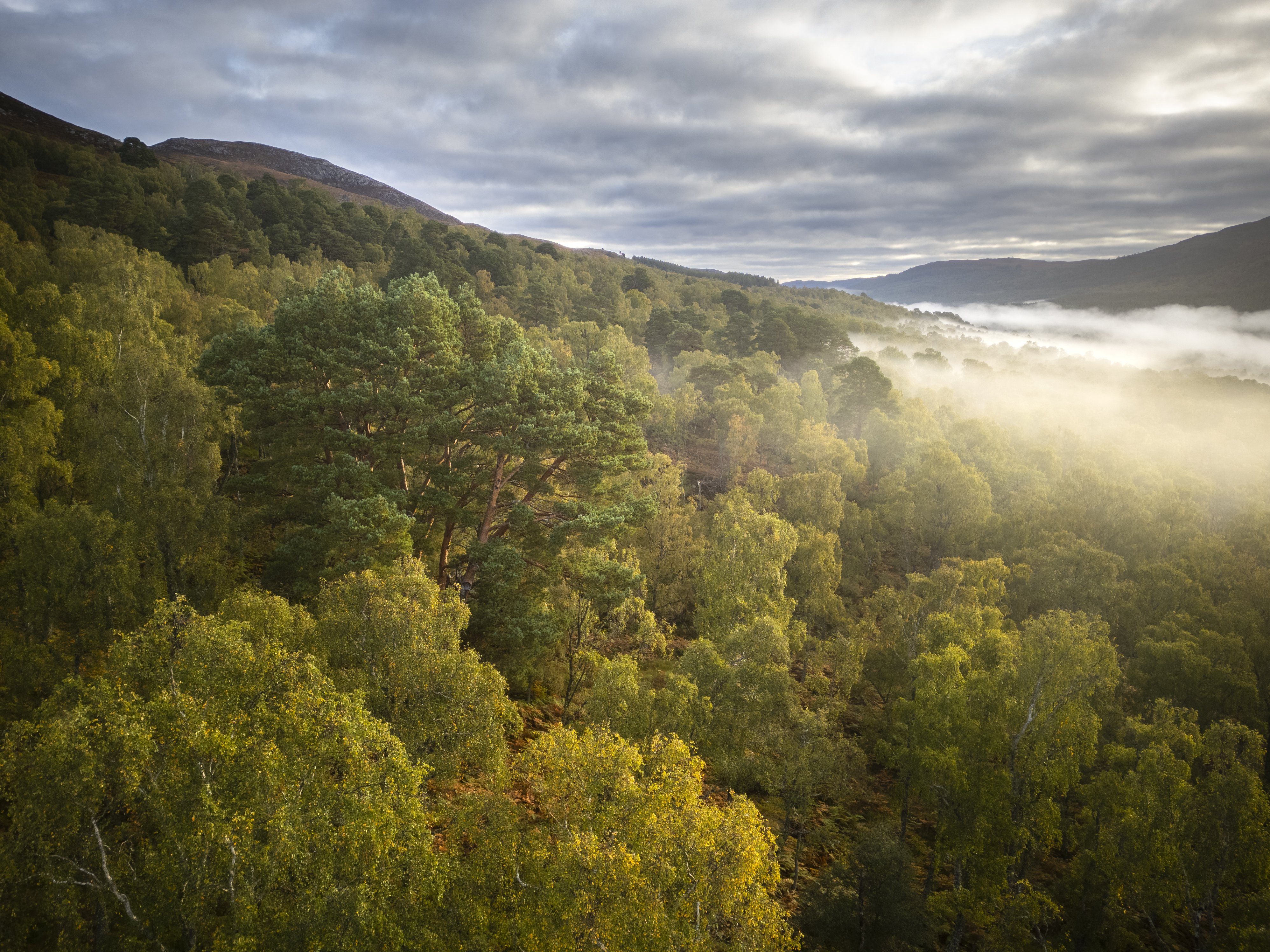 Picture of tree tops in mist taken at Dundreggan Rewilding Centre, Scotland.