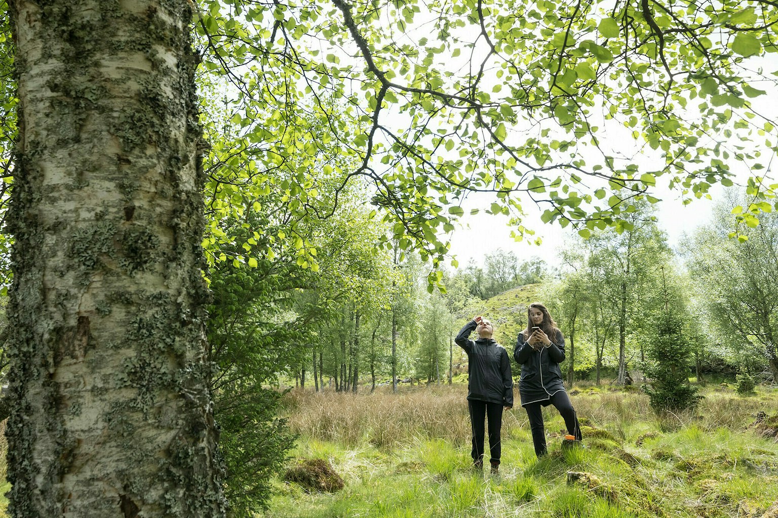Tree monitoring Scotland