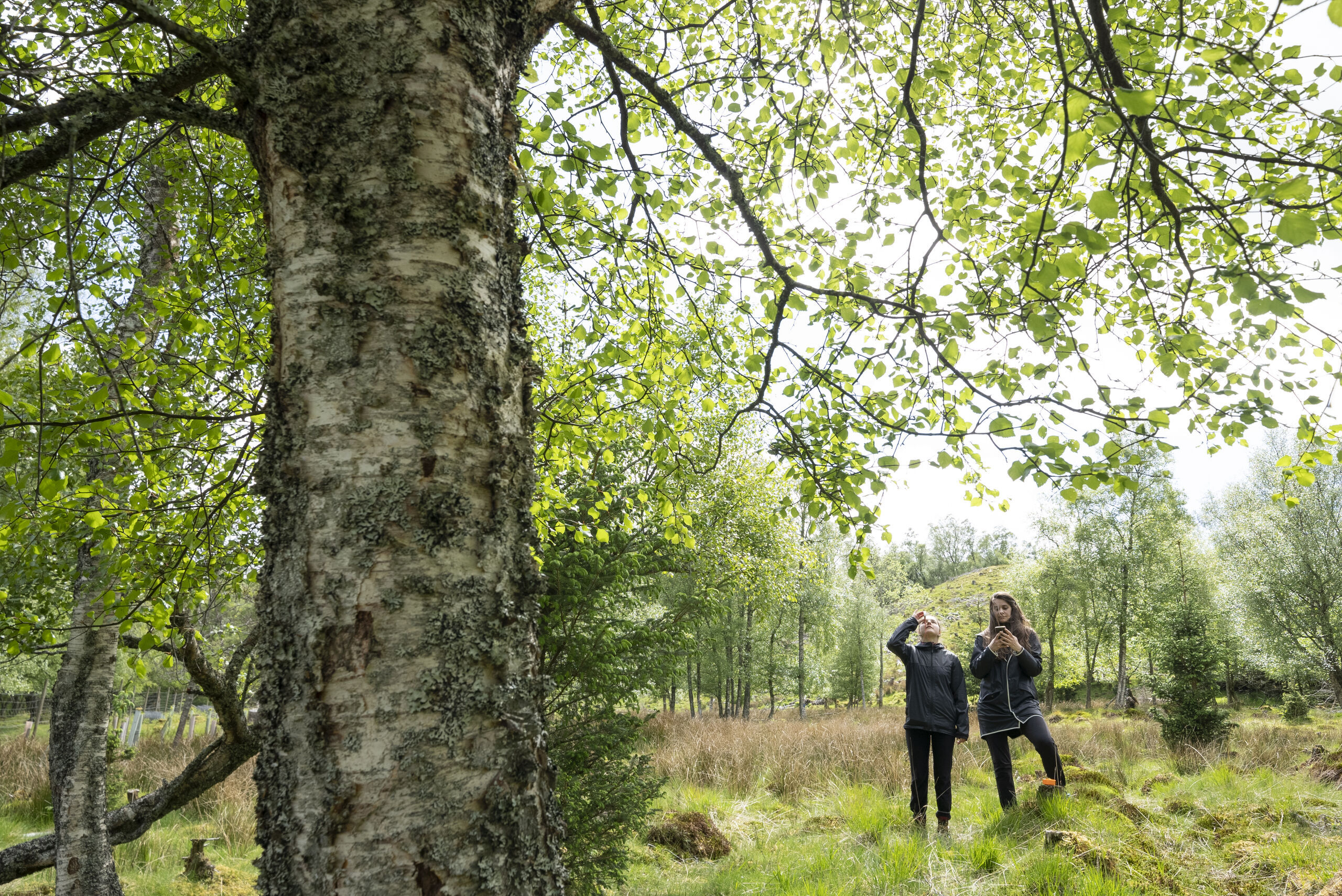 Monitoring in woodland
