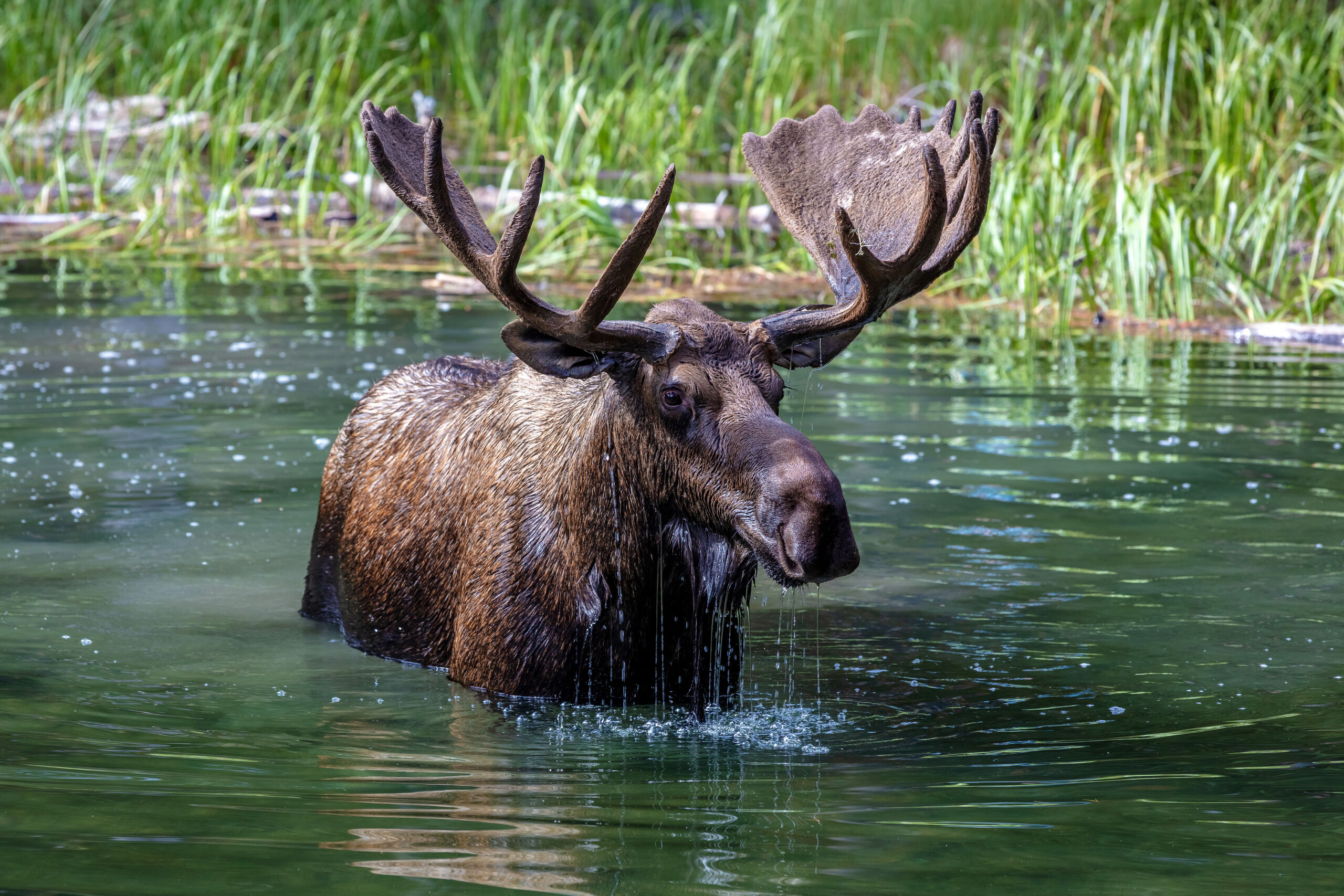 Moose bull in Moose Lake in Jasper National Park, Alberta, Canada.