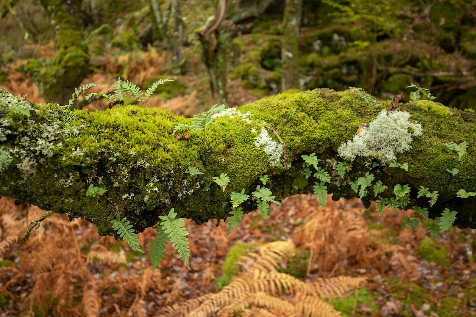 Moss and polypody fern on branch closeup, Atlantic Rainforest
