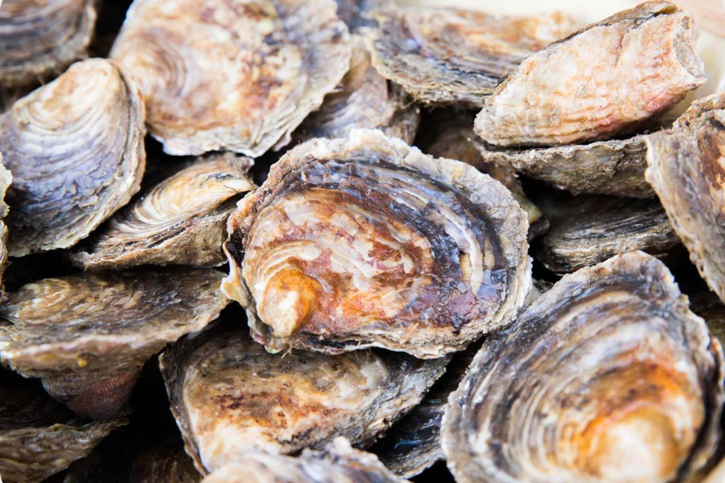 Native oysters