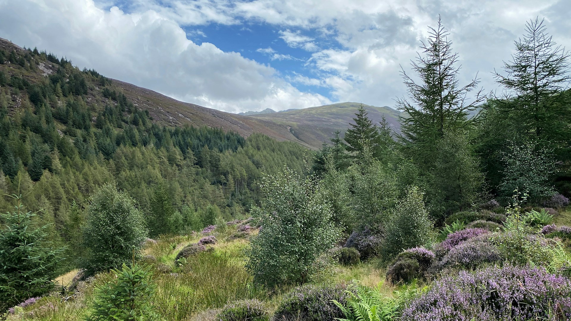 Natural Regeneration in Wild Ennerdale