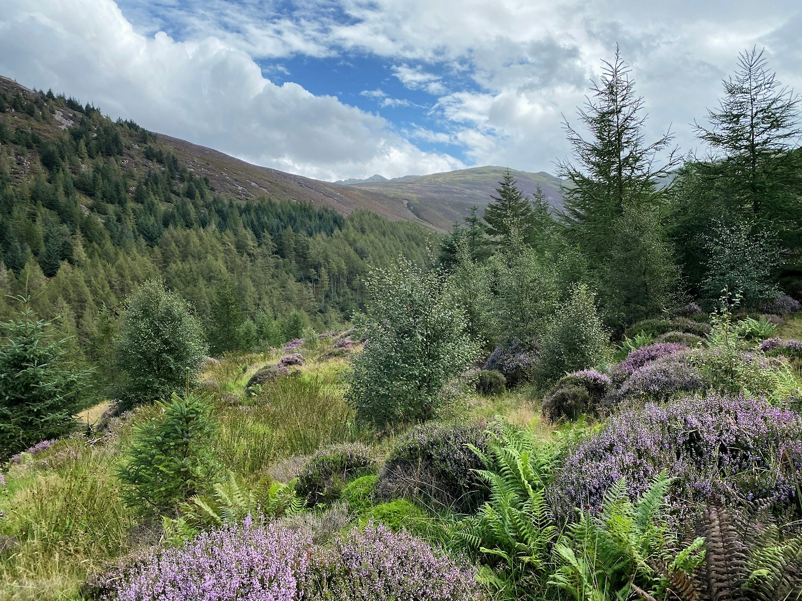 Natural Regeneration in Wild Ennerdale