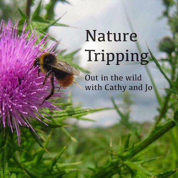 Bee on a thistle, with words "Nature Tripping. Out in the wild with Cathy and Jo"