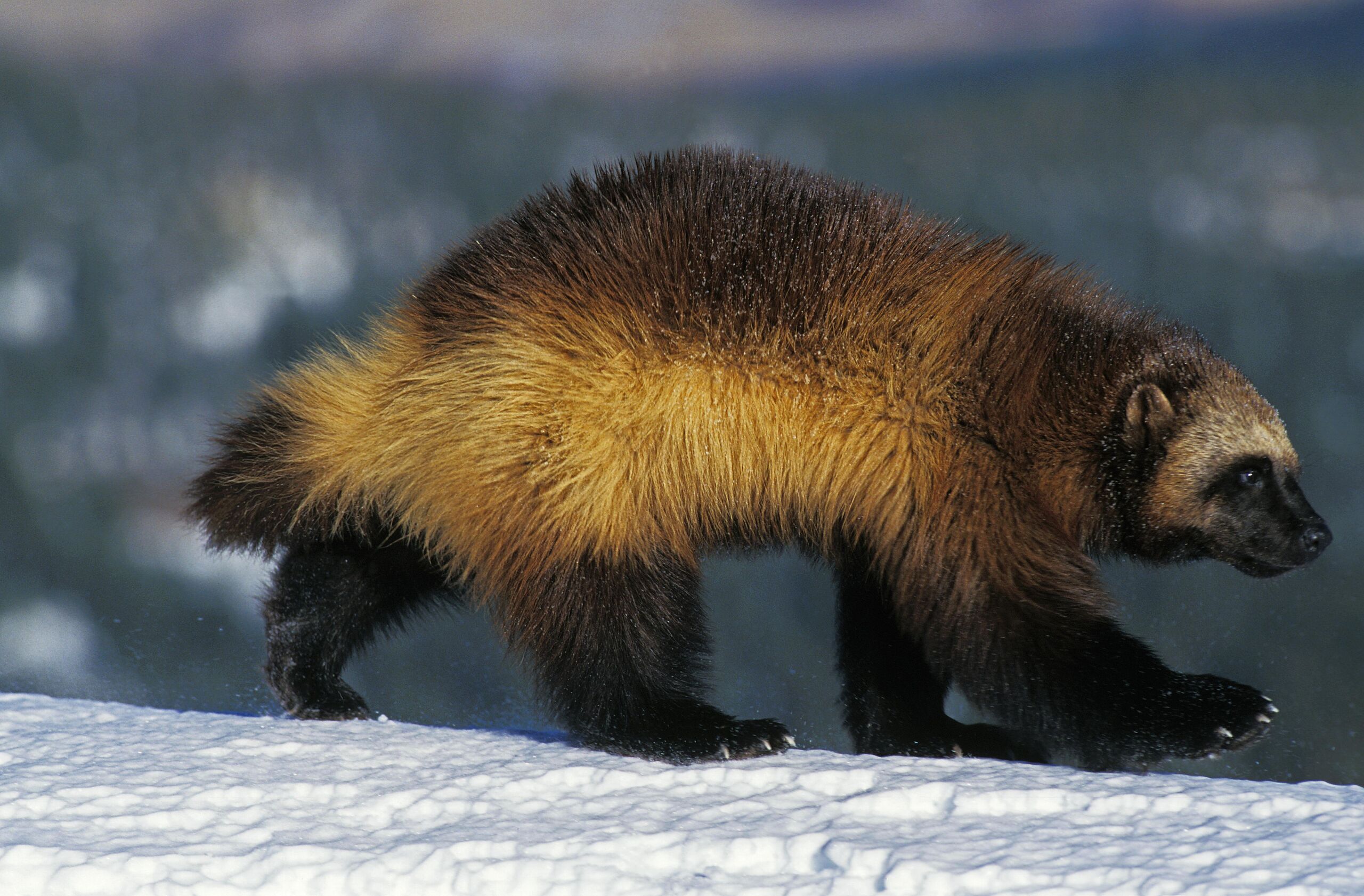 North American wolverine walking on snow.
