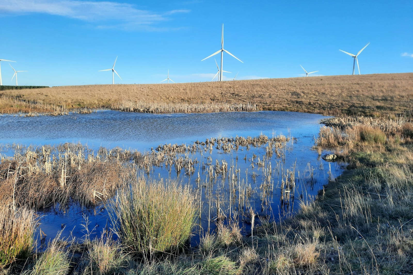 Northumberland Wildlife Trust West's West Chevington rewilding site