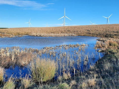 Northumberland Wildlife Trust West's West Chevington rewilding site