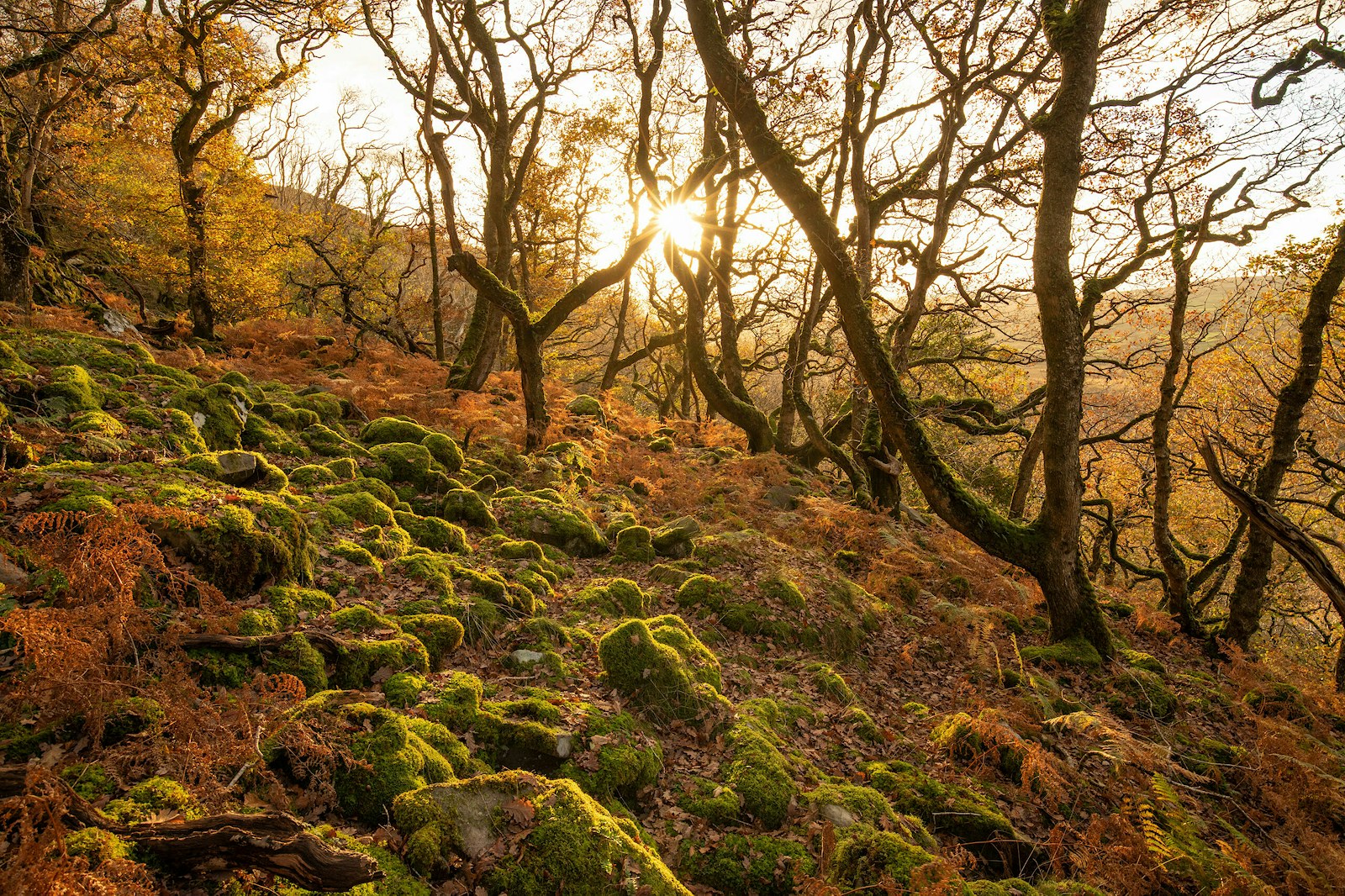 Oak forest scene in November, Atlantic Rainforest, UK