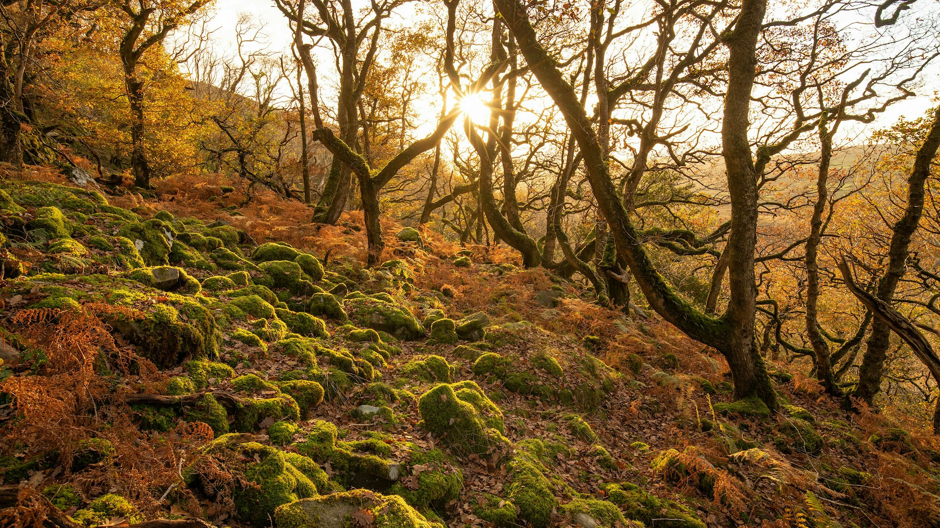 Oak forest scene in November, Atlantic Rainforest, UK