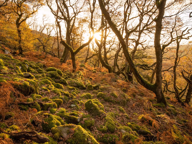 Oak forest scene in November, Atlantic Rainforest, UK
