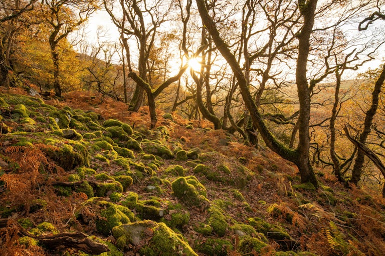 Oak forest scene in November, Atlantic Rainforest, UK