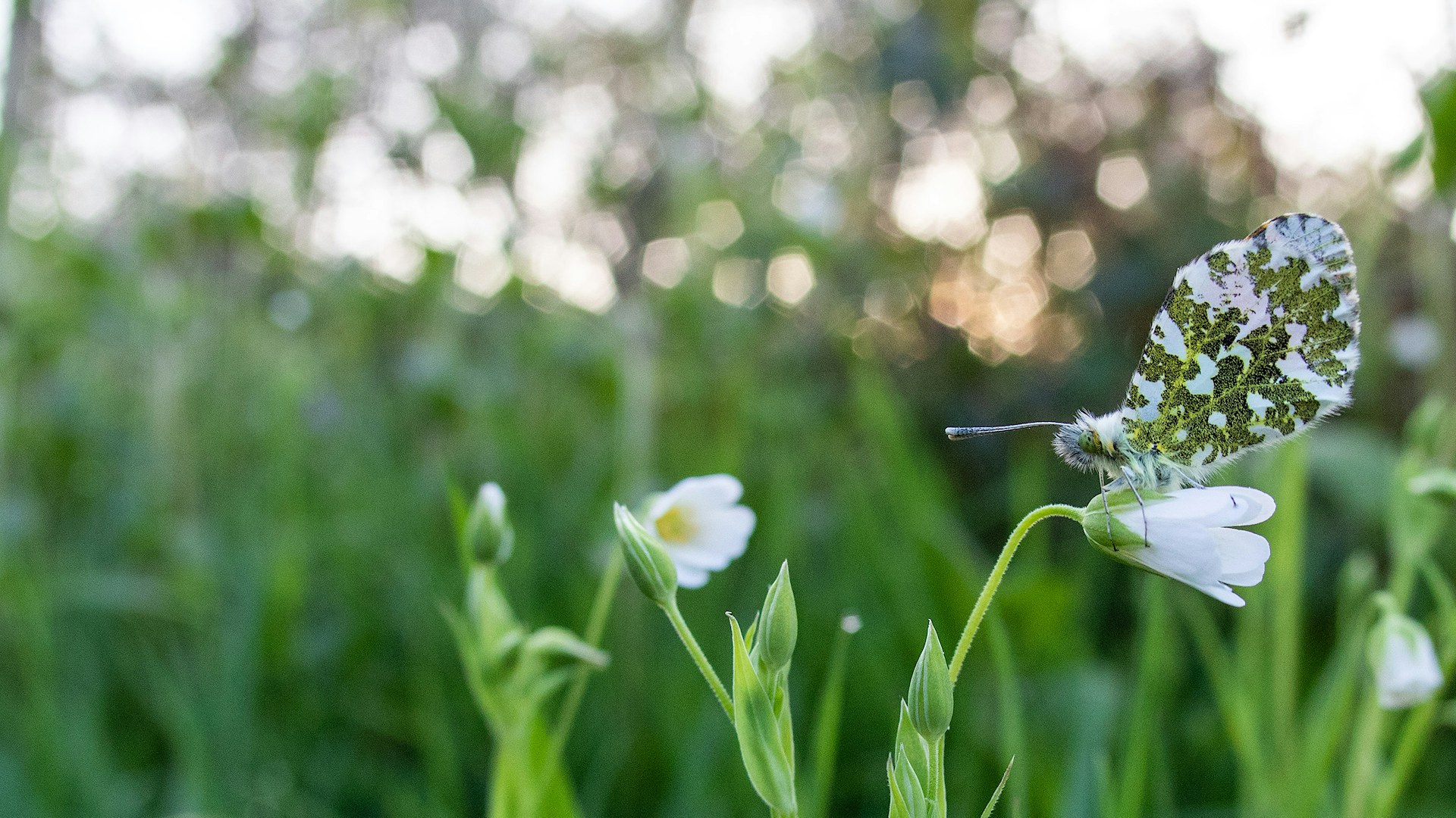 Orange tip butterfly