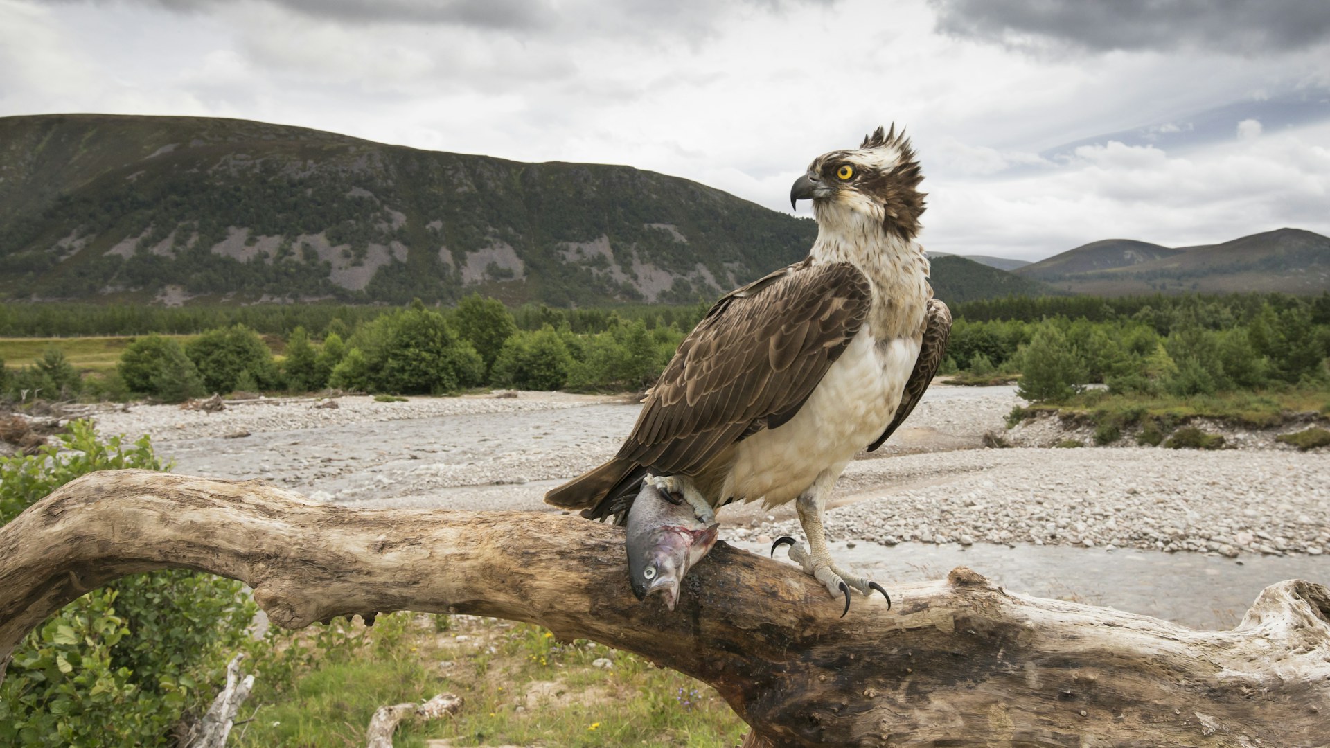 Osprey perched with fish, Glenfeshie
