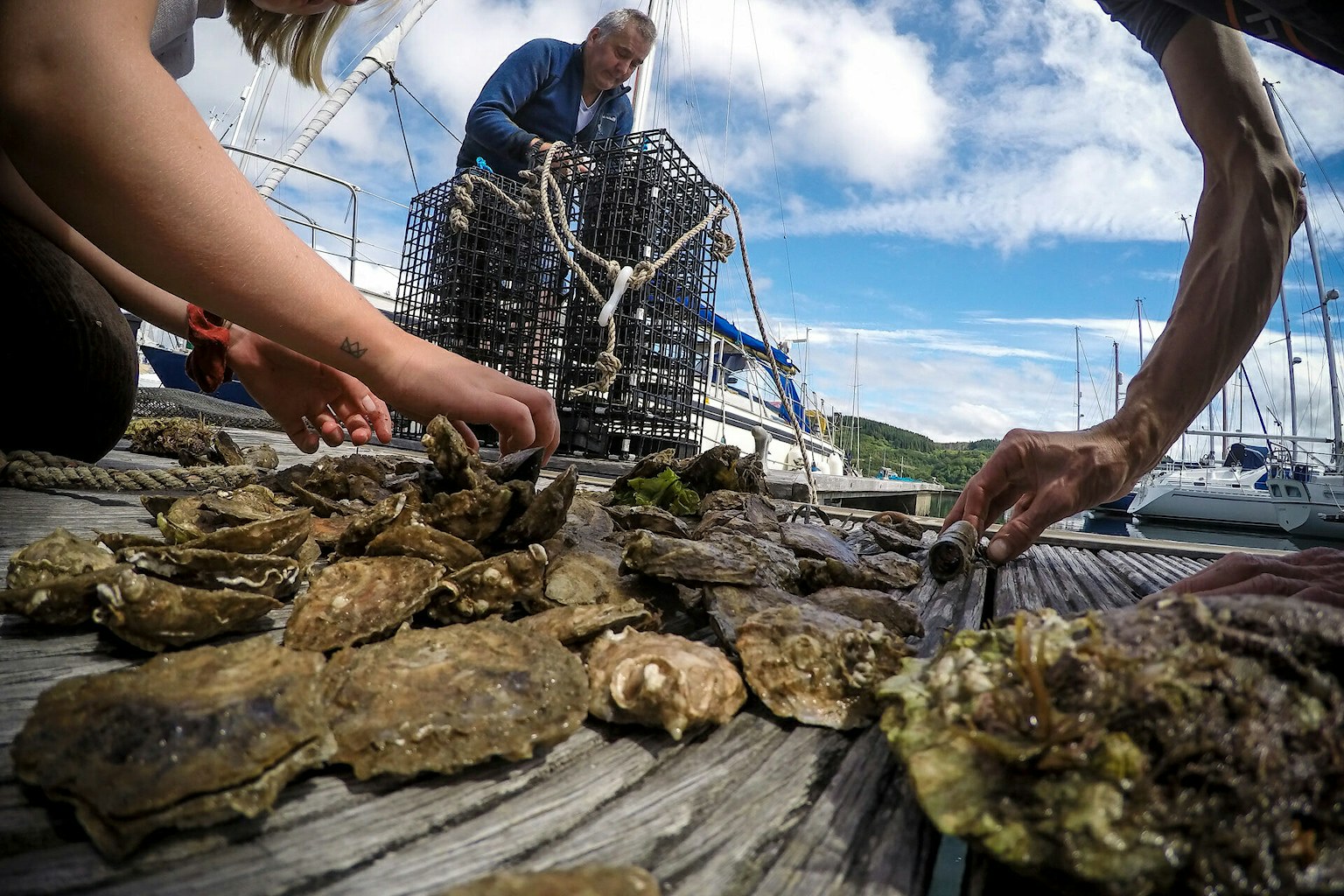 Inspecting and sorting oysters