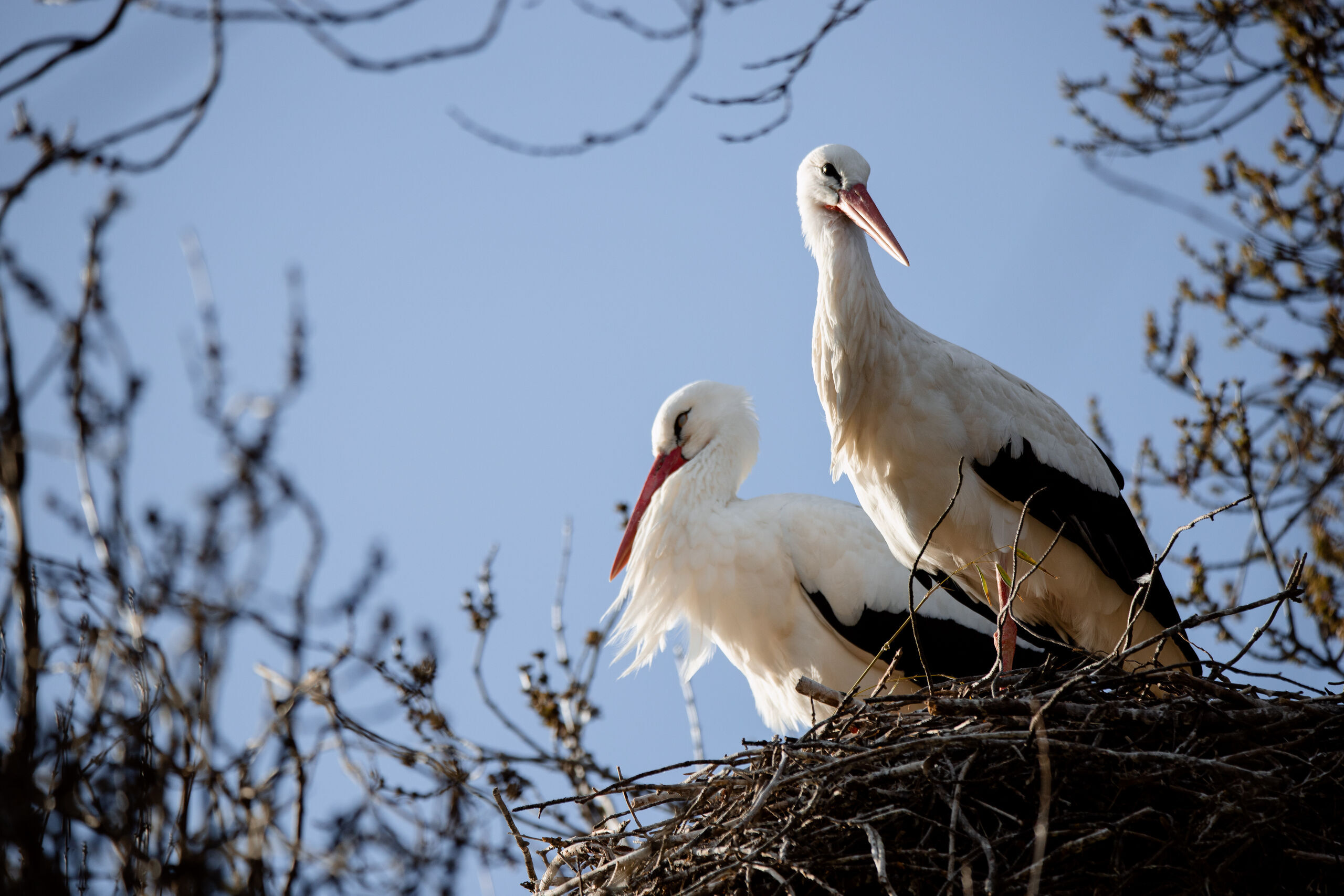 Pair of white storks standing in a nest among the branches.