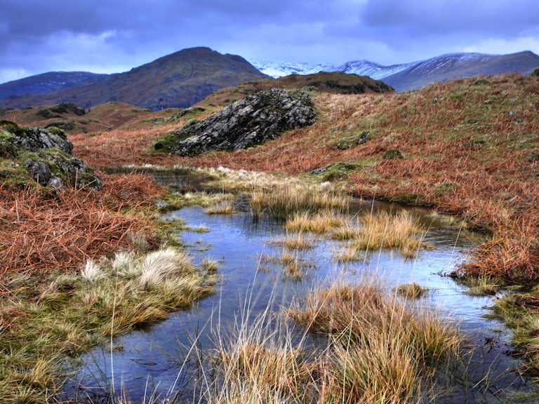 Lake District peatland bog