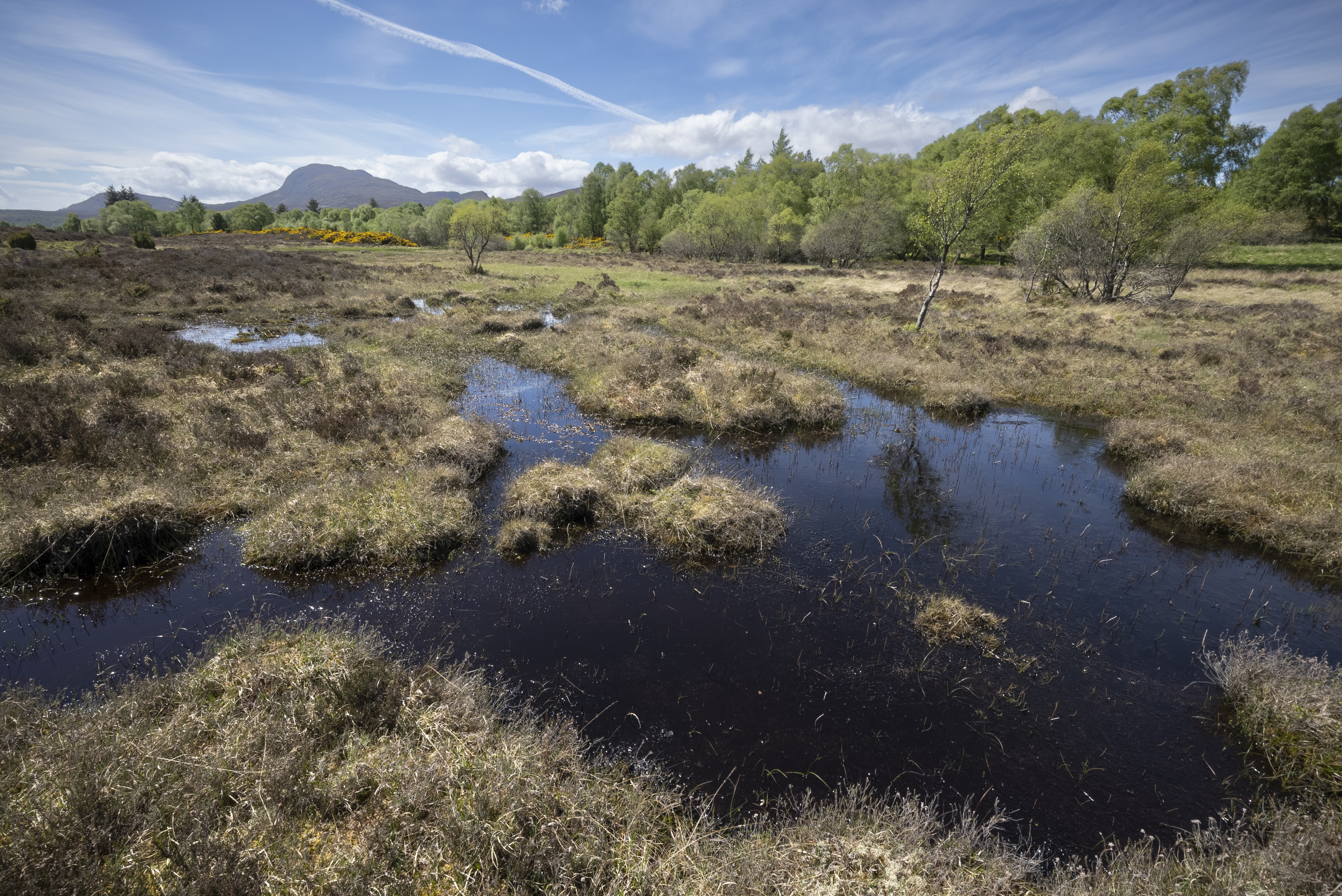 Peatland pool, Bunloit Estate, Inverness-shire.