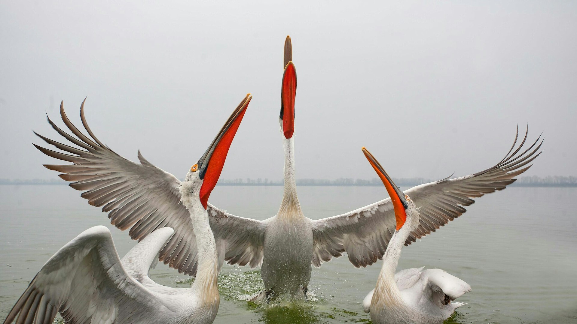 Dalmatian pelicans in the water