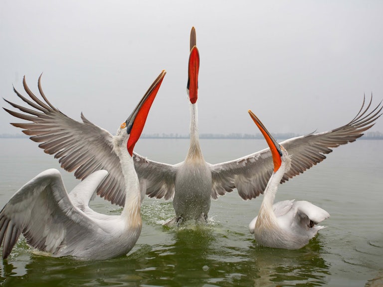 Dalmatian pelicans in the water