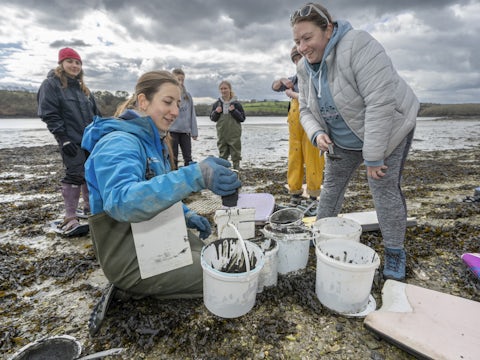 People restoring seagrass cornwall