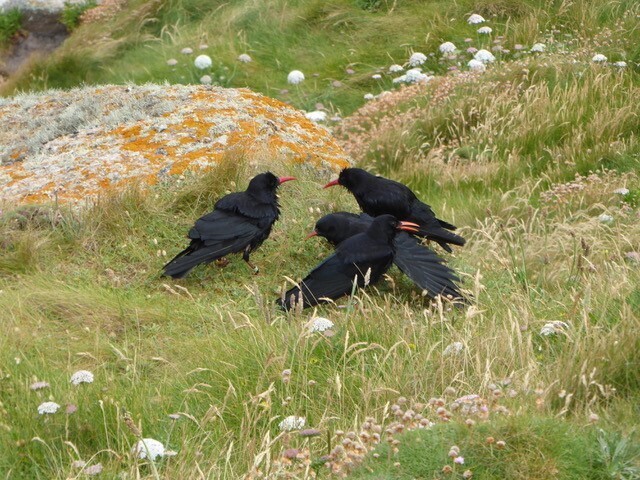 Blackbirds in a grassy field