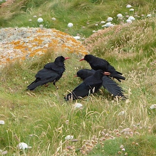 Blackbirds in a grassy field