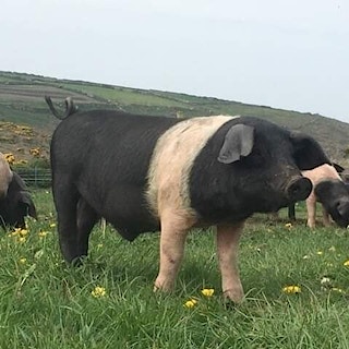 Pigs rootling in a field