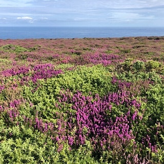 Heather growing by the coast