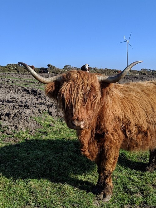 Highland cattle