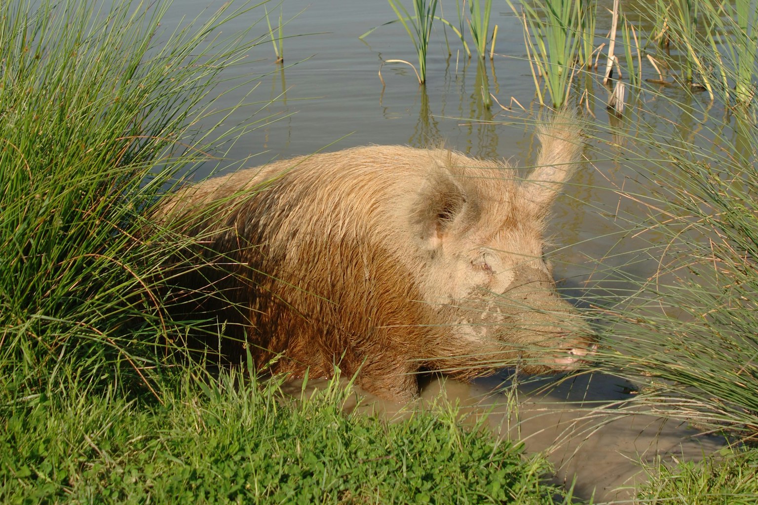 Pigs wetland knepp