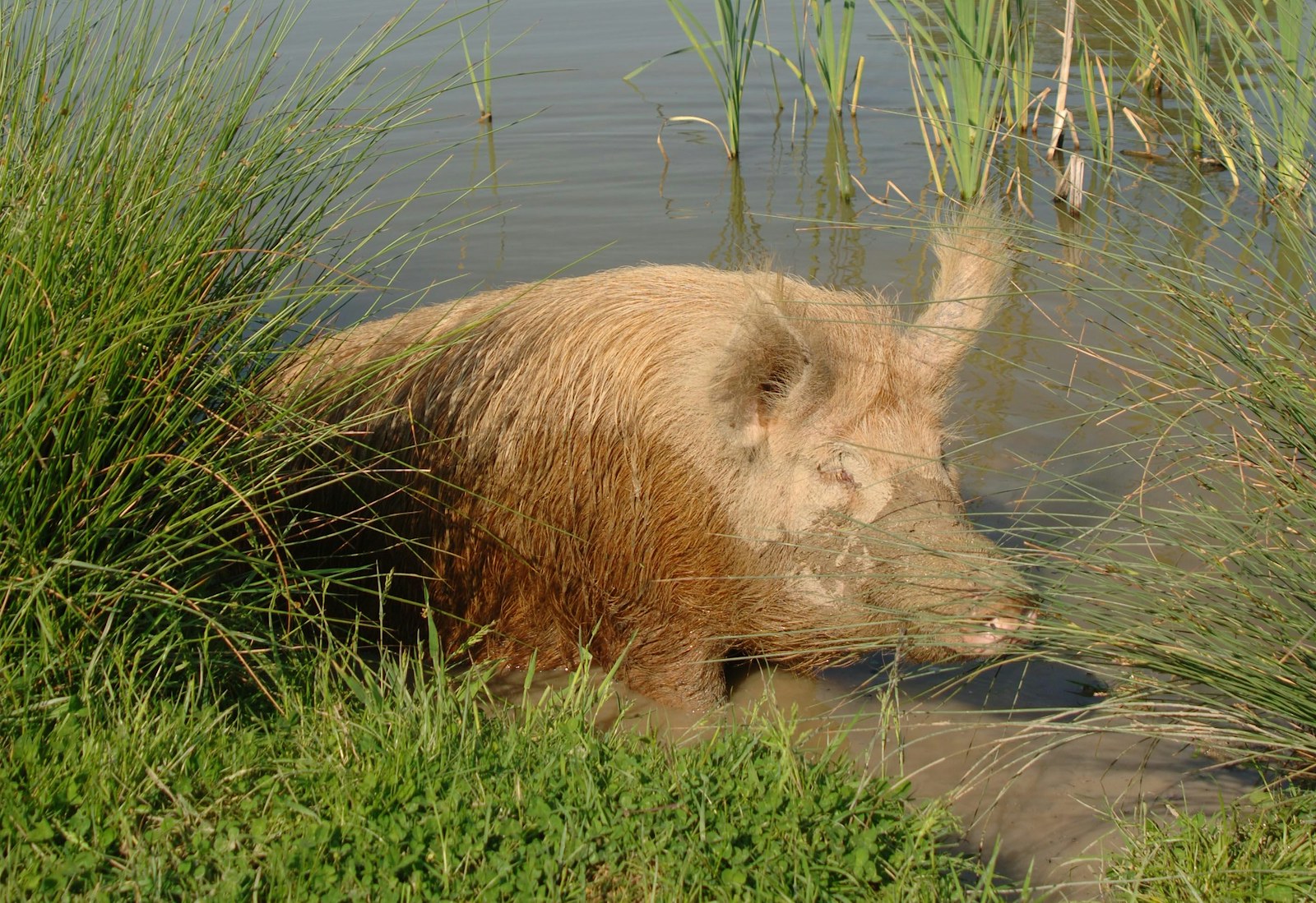 Pigs wetland knepp