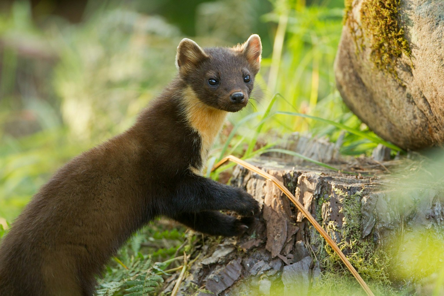 Pine marten on log
