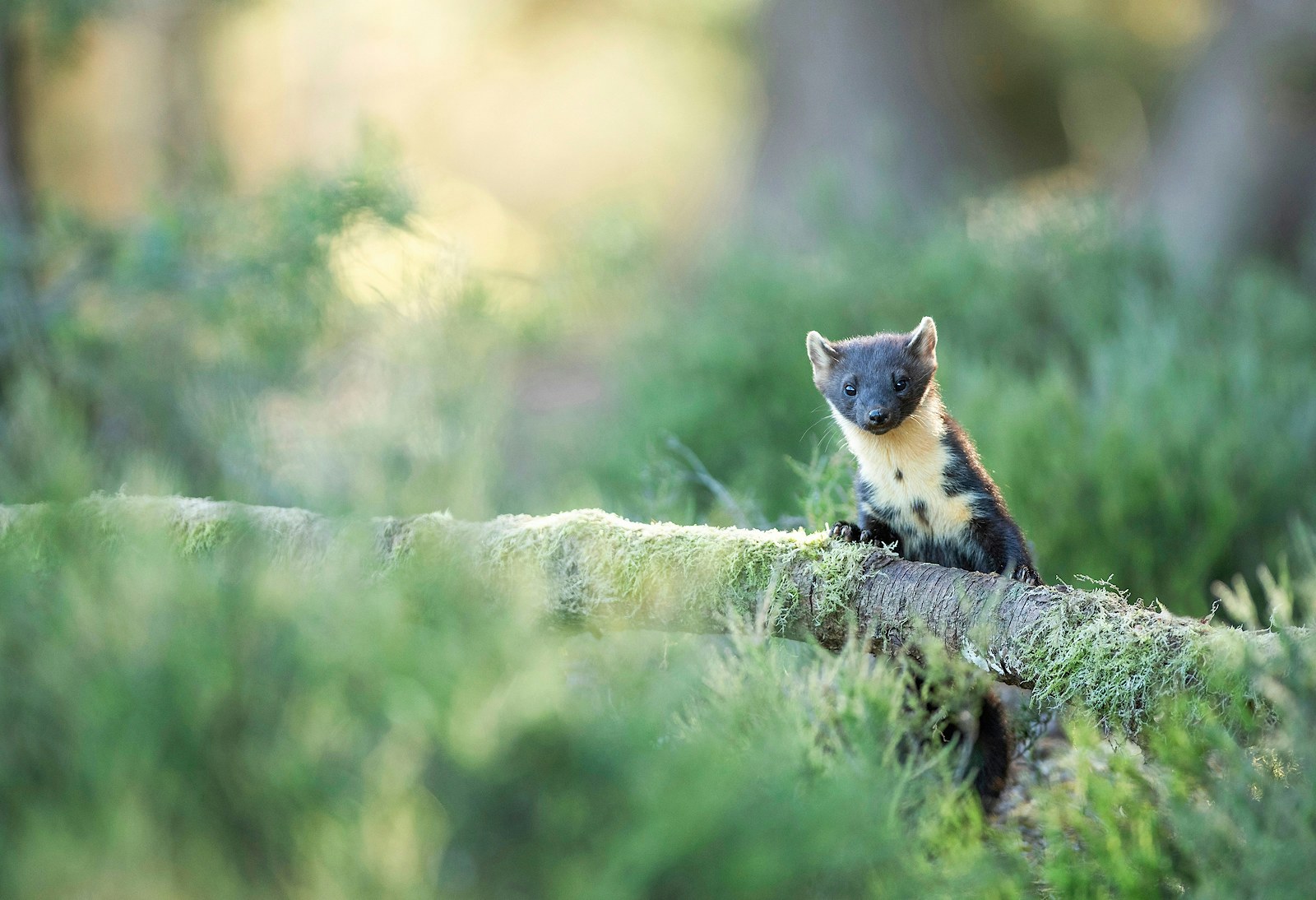 Pine marten in dusk light