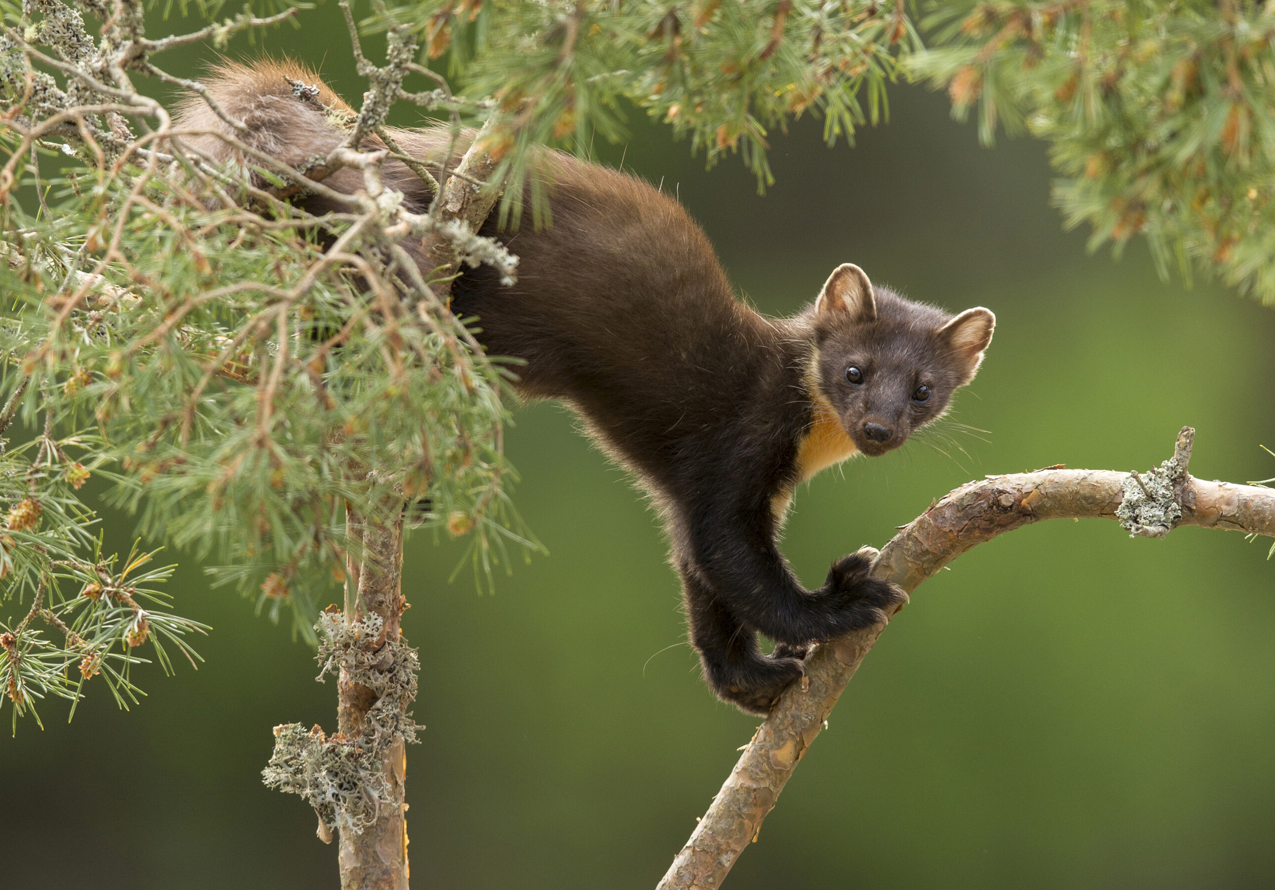 Pine Marten Restoration & Conservation | Rewilding Britain