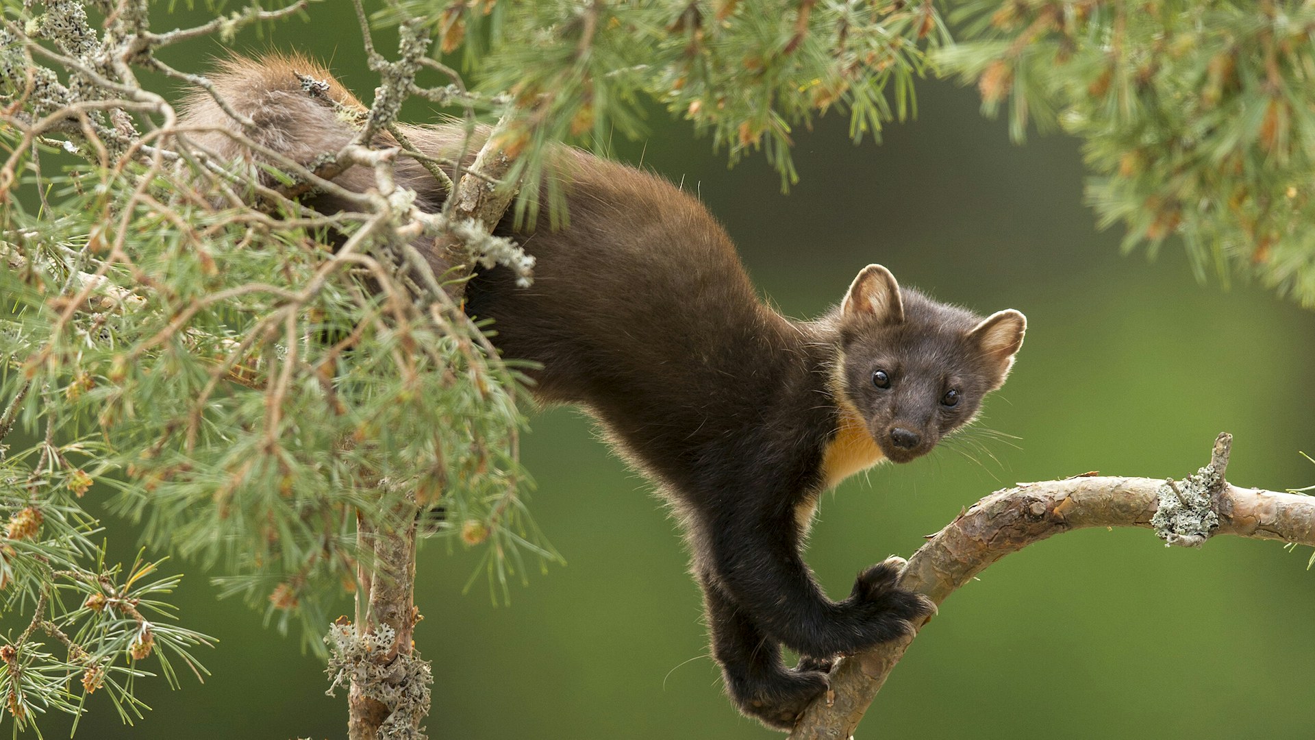 Pine marten in pine tree