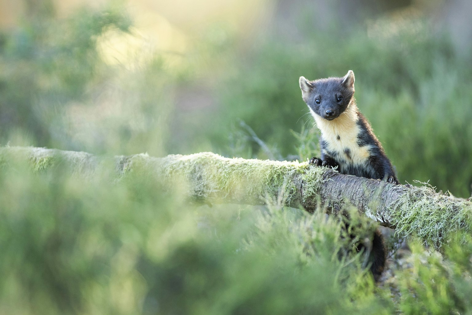 Pine marten