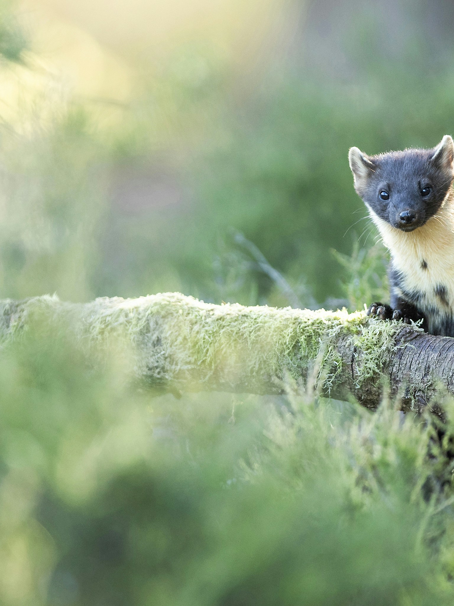 Pine marten