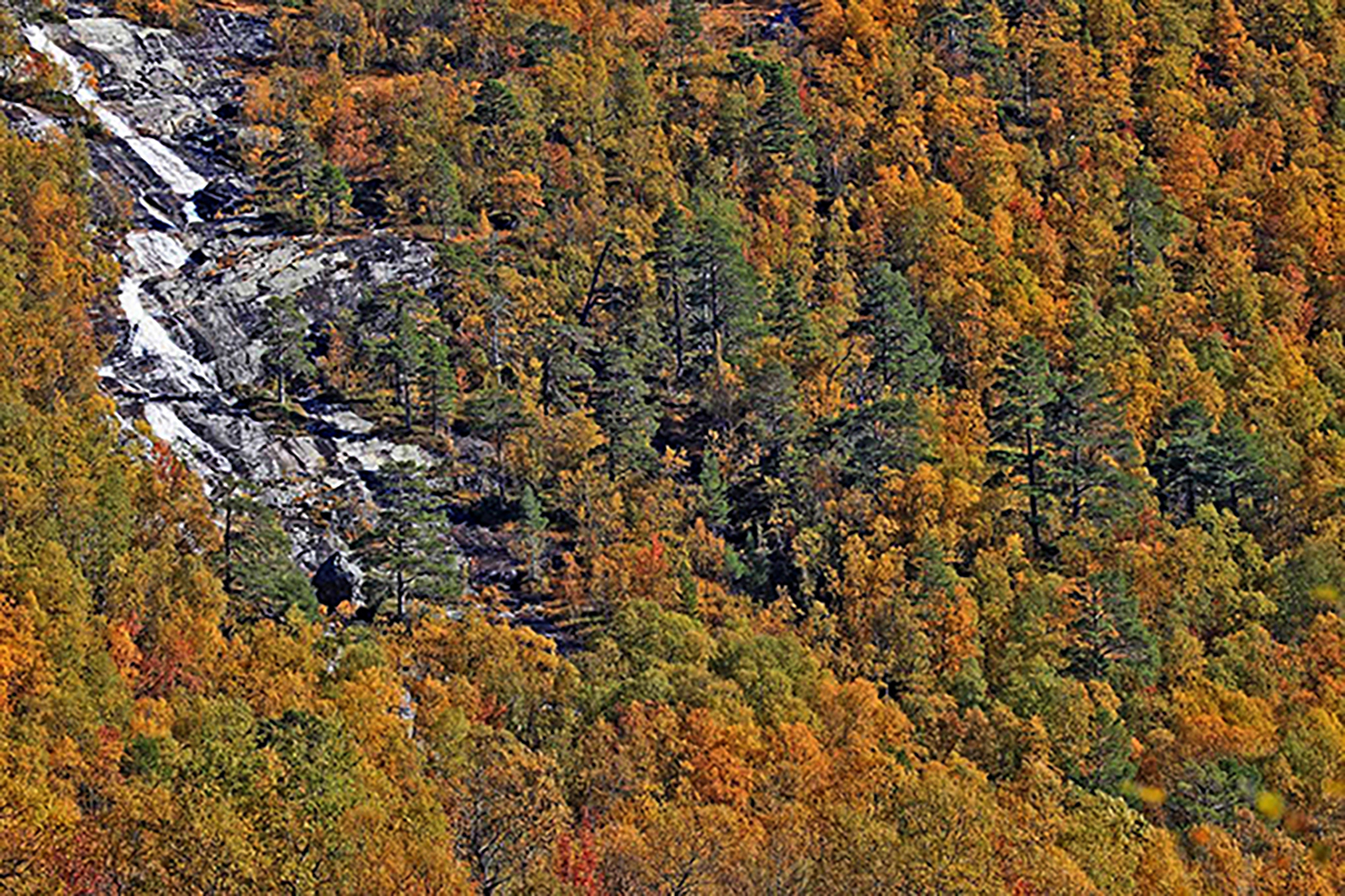 Pine birch Bykleheiane