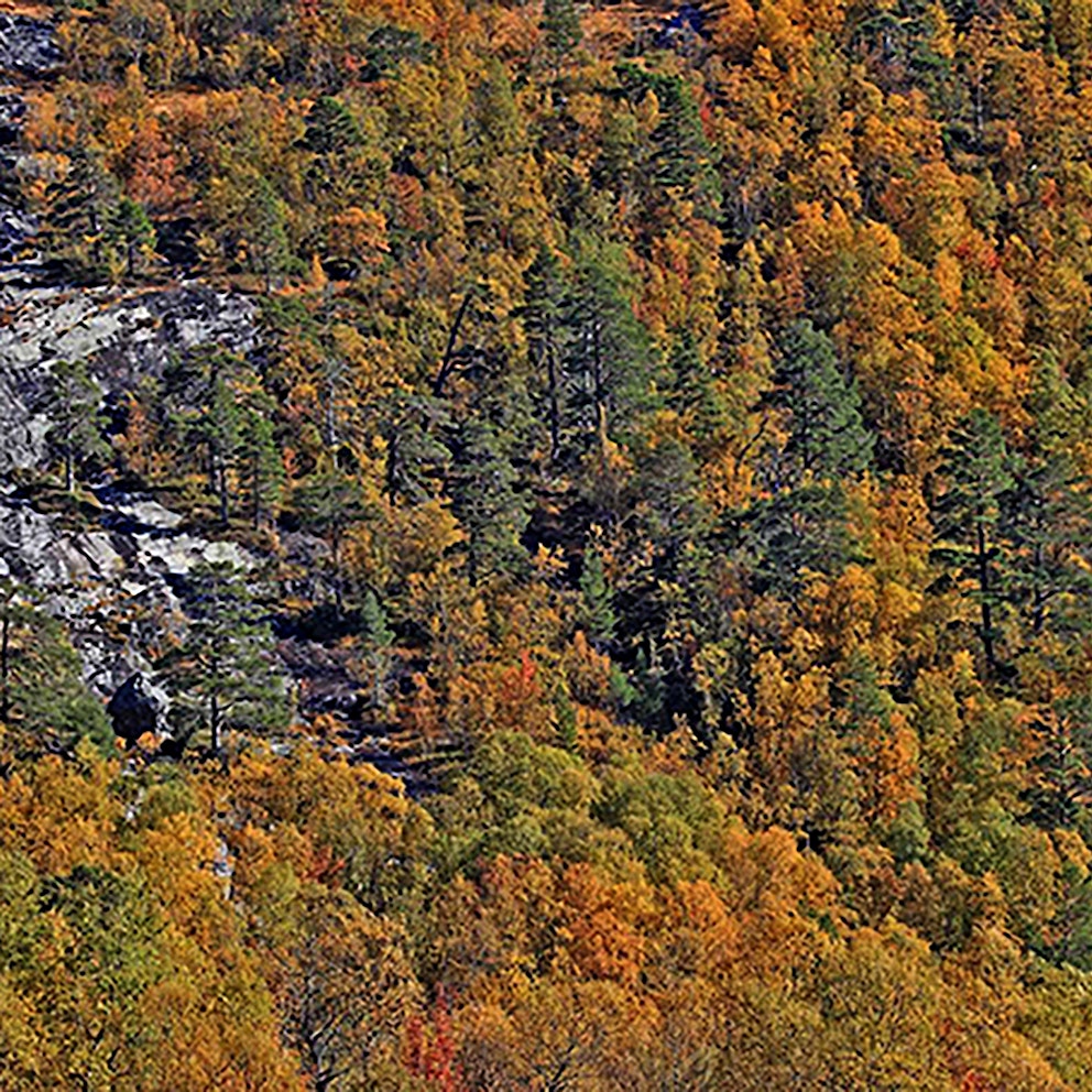 Pine birch Bykleheiane