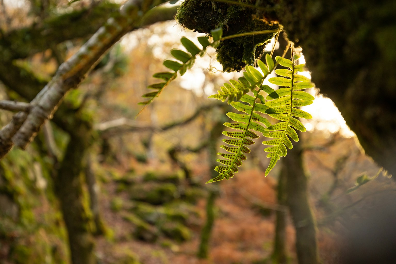 Polypody fern closeup, Atlantic Rainforest