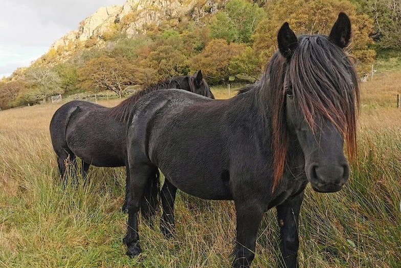 Haweswater ponies