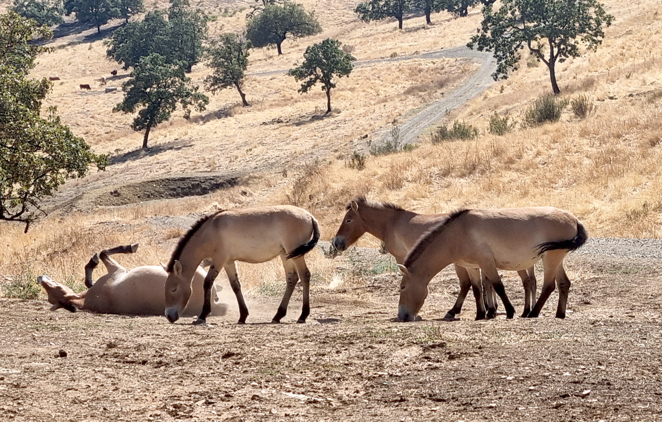 A herd of Przewalski horses rolling in the dust in Spain